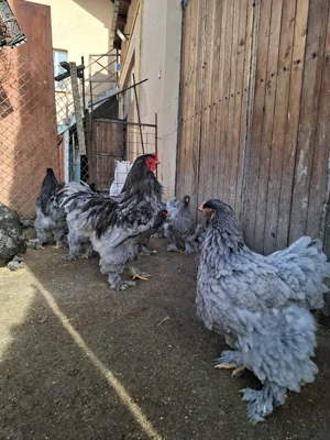 Brahma.Albastru ,Negru BHDA  - imagine 5