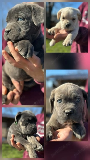 Pui Cane Corso   8 săptămâni