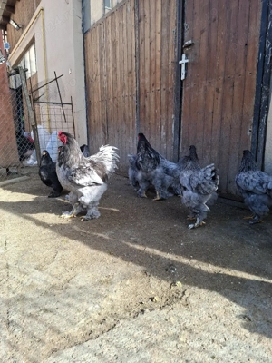 Brahma.Albastru ,Negru BHDA  - imagine 2