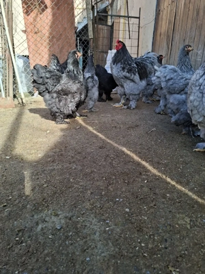 Brahma.Albastru ,Negru BHDA  - imagine 3