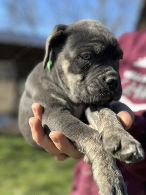 Pui Cane Corso   8 săptămâni - imagine 4