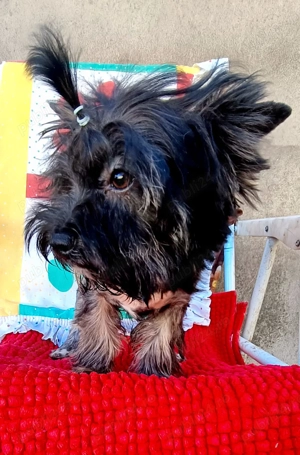 Yorkshire terrier standard  5 luni 