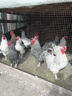 vînd cocosi .80 leibuc. - imagine 2