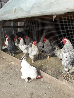 vînd cocosi .80 leibuc. - imagine 3