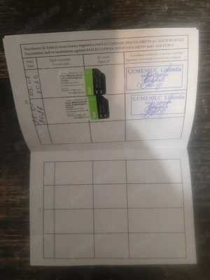 Motănel Sfinx Canadian. - imagine 3