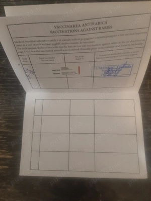 Motănel Sfinx Canadian. - imagine 4