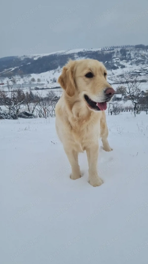 Femelă Golden Retriever - imagine 3