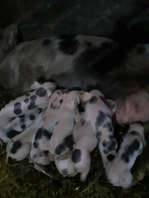 vand 2 scroafe cu purciei 