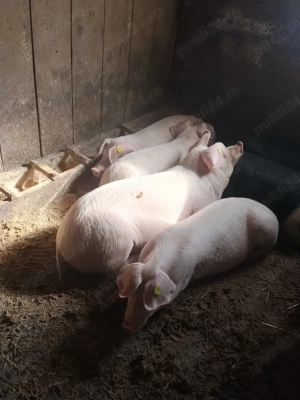 LANDRAS purcei si soldani  - imagine 3