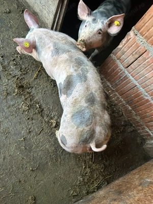 Vând 2 soldani o femelă și un  mascul rasă pură pietrean belgian 