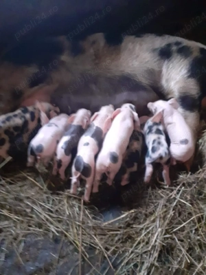 vand 2 scroafe cu purciei  - imagine 2