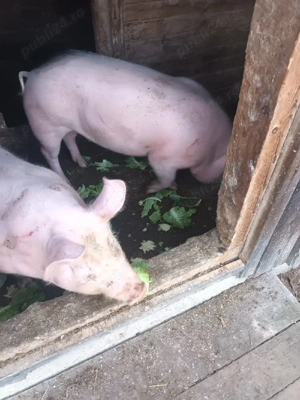 Porci de vânzare  - imagine 2