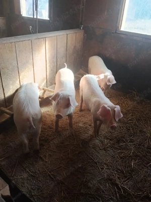 LANDRAS purcei si soldani  - imagine 4