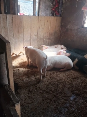 LANDRAS purcei si soldani  - imagine 5