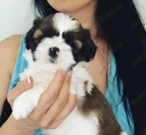 Bichon Havanez talie mică 