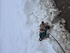 Donez catelus  talie mica medie