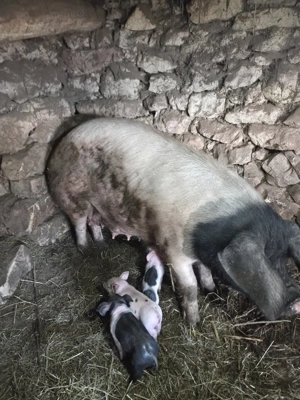 scroafa de vanzare - imagine 3