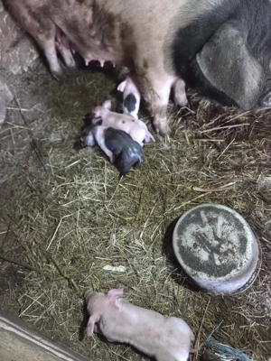 scroafa de vanzare - imagine 2