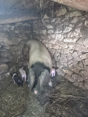 scroafa de vanzare - imagine 4