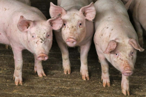 Vand purcei la 25 kg