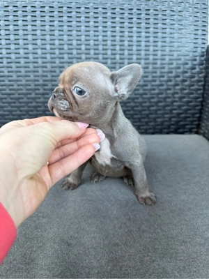 Fetită Bulldog francez  - imagine 4