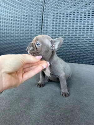 Fetită Bulldog francez  - imagine 3