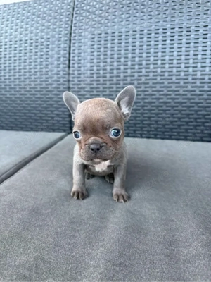 Fetită Bulldog francez  - imagine 2