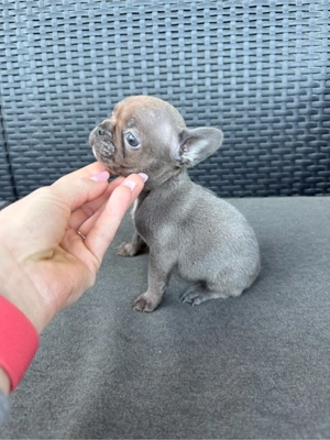 Fetită Bulldog francez  - imagine 5