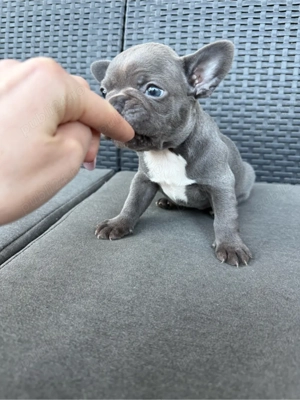 Fetiță Bulldog francez - imagine 5