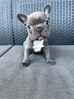Fetiță Bulldog francez