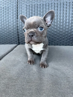 Fetiță Bulldog francez - imagine 2