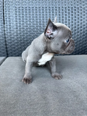 Fetiță Bulldog francez - imagine 3