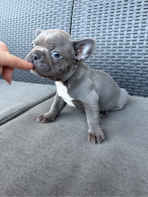 Fetiță Bulldog francez - imagine 4