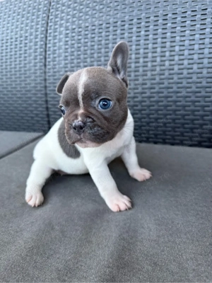Fetiță Bulldog Francez