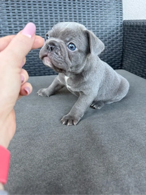 Băiețel Bulldog Francez