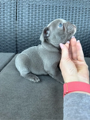 Băiețel Bulldog Francez - imagine 4