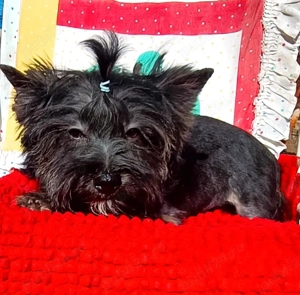 Yorkshire terrier standard  5 luni  - imagine 3