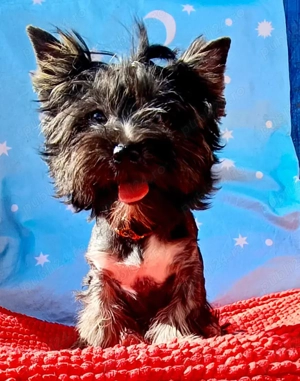 Yorkshire terrier standard  5 luni  - imagine 2
