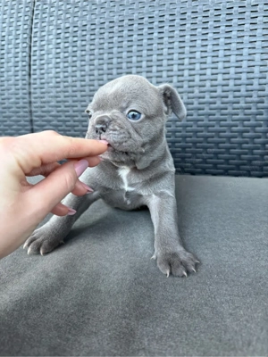 Băiețel Bulldog Francez - imagine 5