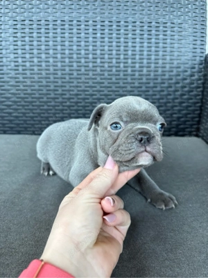 Băiețel Bulldog Francez - imagine 3