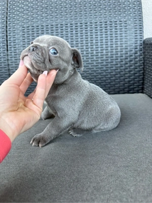 Băiețel Bulldog Francez - imagine 2