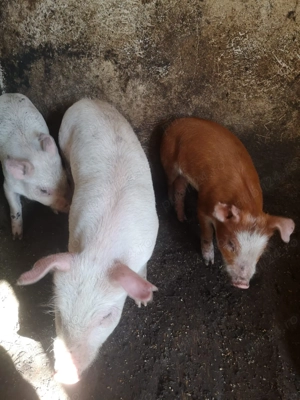 Vand 3 purcei la 1000 lei - imagine 2