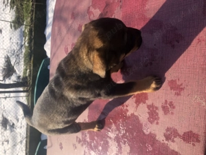 donez pui rotweiler cu labrador ,de 7 saptamani