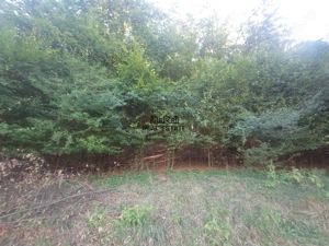 Terenuri si Padure in Criscior - imagine 7