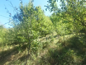 Terenuri si Padure in Criscior - imagine 4