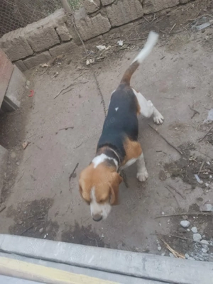 vand cațel  - imagine 2