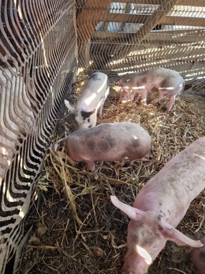 vand purcei  - imagine 3