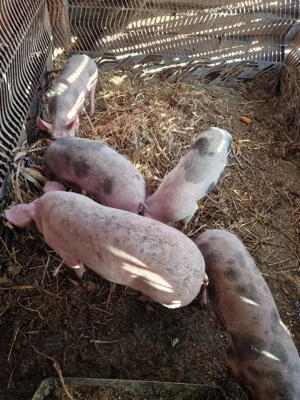 vand purcei  - imagine 2