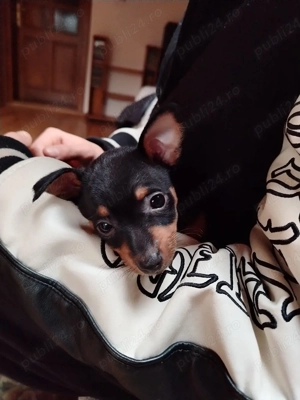 Pinscher Pitic negru cu pete de foc - imagine 2