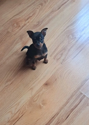 Pinscher Pitic negru cu pete de foc - imagine 4